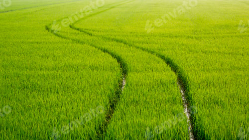 Preview: Curve track line of spraying tractor in green paddy field at morning time, natural background