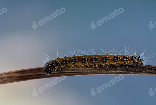 Preview: Genista Caterpillar