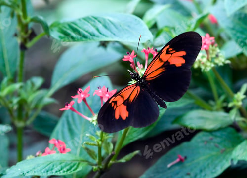 Preview: butterfly