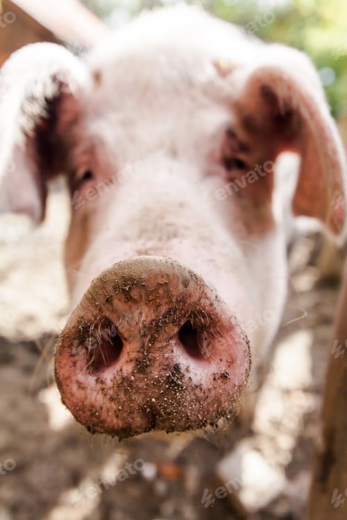 Preview: Swabian Pig, German Breed