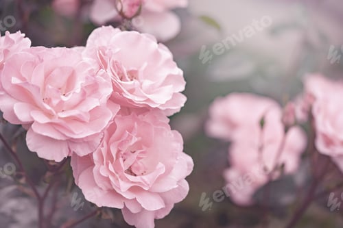 Preview: Pink rose flowers