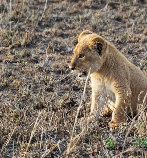 Preview: A Beautiful Wildlife photography pictures