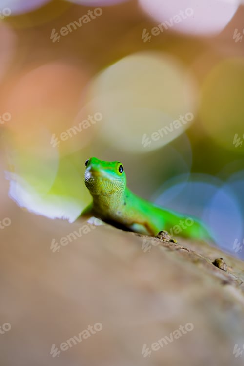 Preview: A nosy green gecko looking right into the camera.