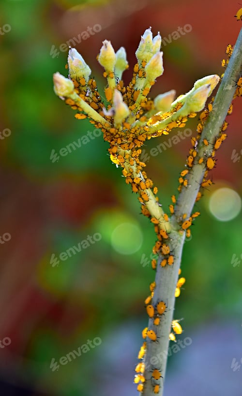 Preview: Aphids