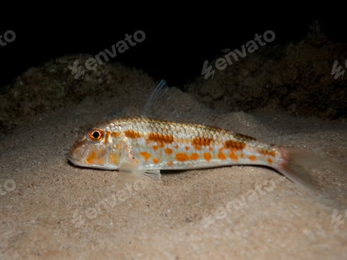 Preview: Single Fish Resting on Sand in Dark Environment