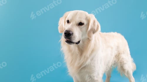 Preview: Portrait of healthy labrador dog looking aside at free space isolated over blue studio background