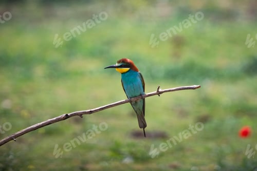 Preview: European bee eater, Merops apiaster. Common bee-eater. Close-up