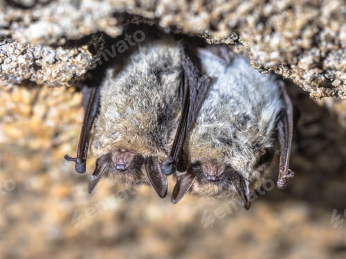 Preview: Hibernating long-eared bats in a cold cellar