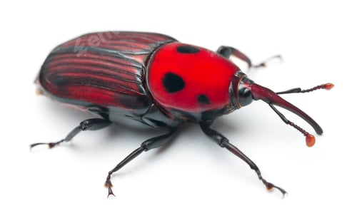 Preview: Female Red palm weevil, Rhynchophorus ferrugineus, 3 weeks old, in front of white background
