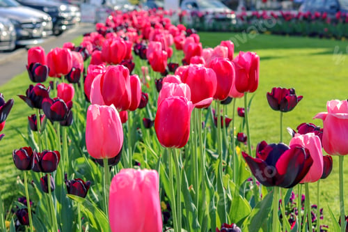 Preview: Close-up view of beautiful pink and dark red tulips on green grass at Nyon city flowerbed along road