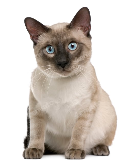 Preview: Siamese cat, 8 months old, sitting in front of white background