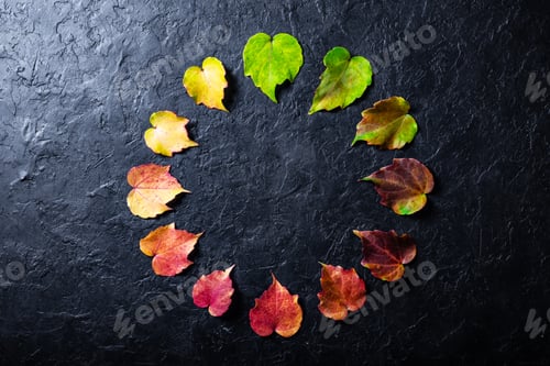 Preview: The multicolored leaves on a black background