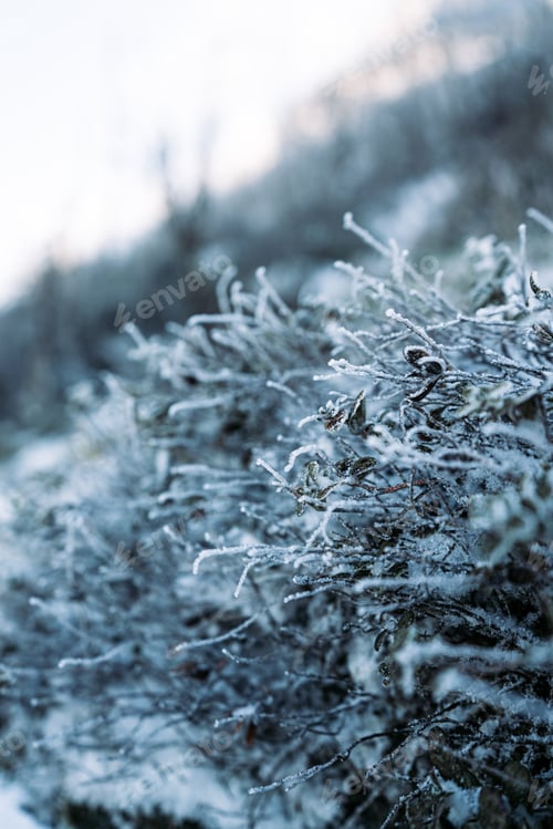 Preview: Frozen grass
