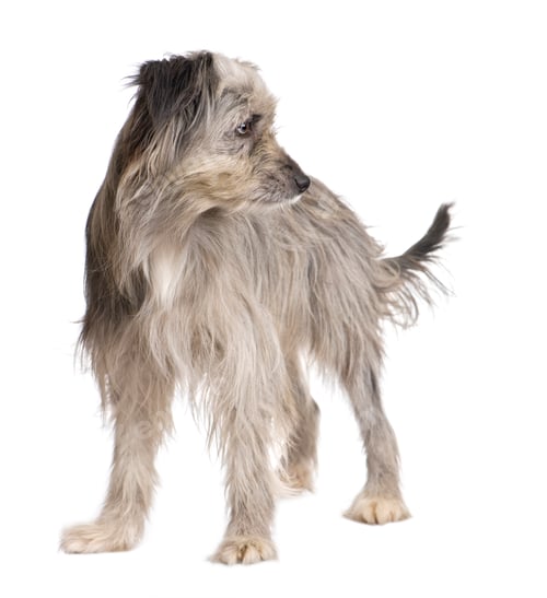 Preview: Pyrenean Shepherd (1 year)