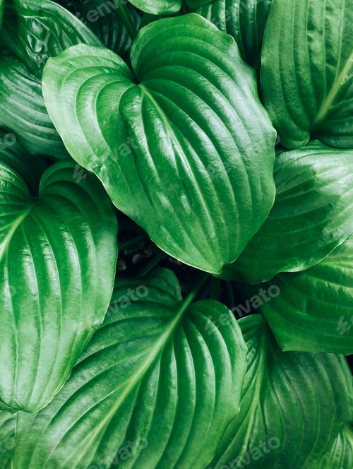 Vista previa: Fondo de hojas verdes frescas y húmedas