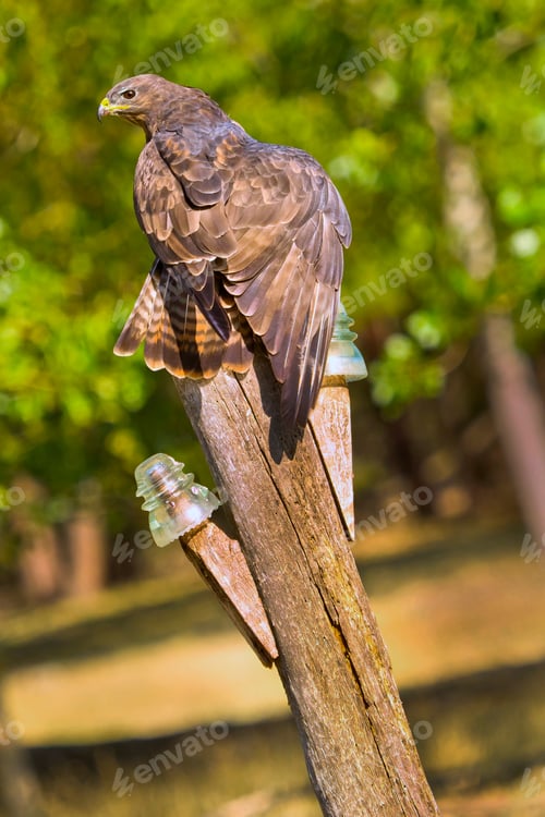 Preview: Buzzard, Mediterranean Forest, Spain