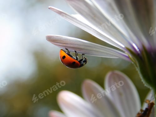 Preview: Macro shot of a red ladybug on a petal of a flower