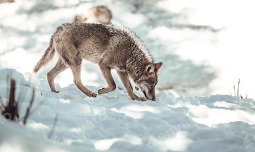 Preview: Wolf on hill near stones and snow