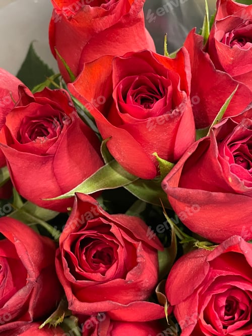 Preview: Red roses