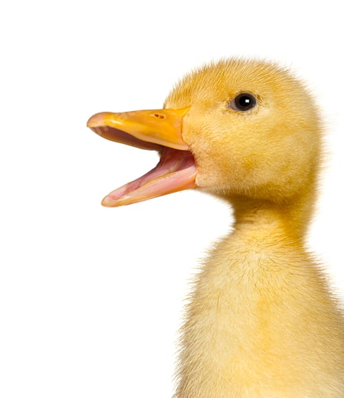 Preview: Yellow duckling opening beak on white background