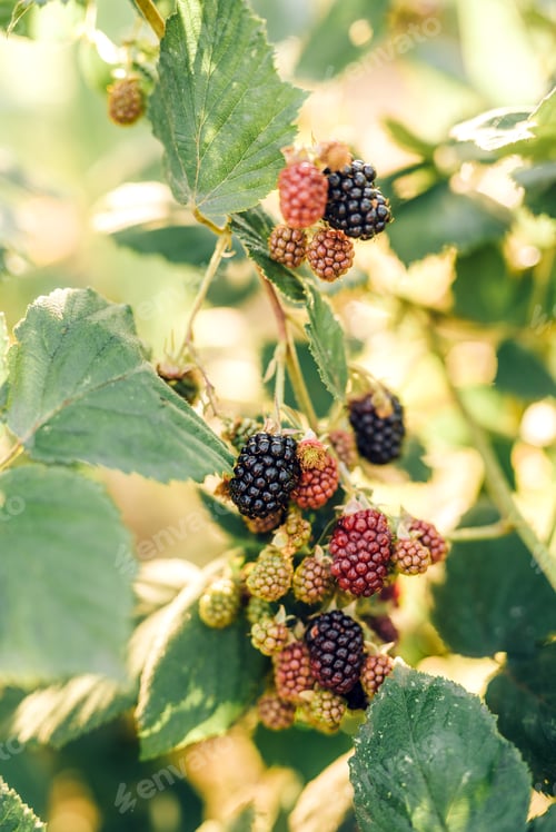 Preview: Blackberry berries