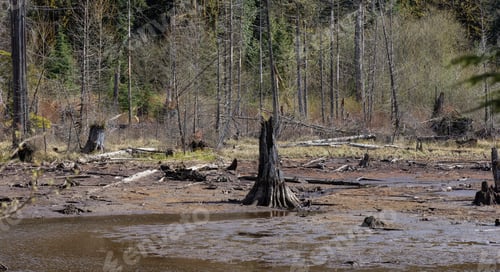 Preview: Panoramic View of Canadian Nature Landscape. Green Trees, Mountains, and Water.