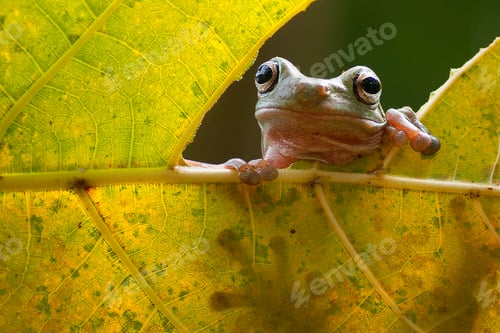 Preview: Tree Frogs Flying Frog Sitting on a Leaf