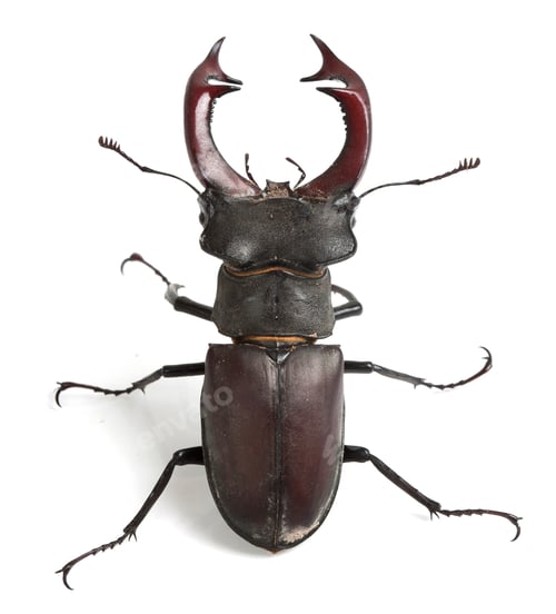Preview: Stag beetle