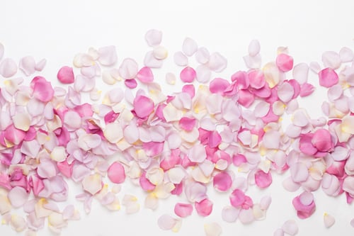 Preview: Pink rose flowers petals on white background. Flat lay, top view, copy space.