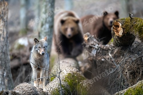 Preview: Wolf on a fallen tree with two bears in the background. Wild animal in the natural habitat