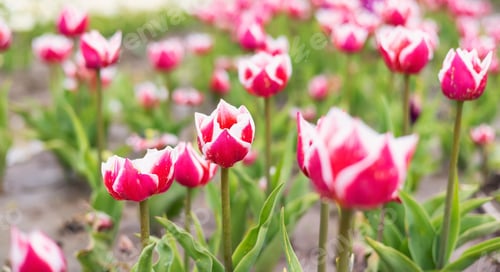 Preview: Tulip Flower Field. Close Up Nature Background. Spring Season.