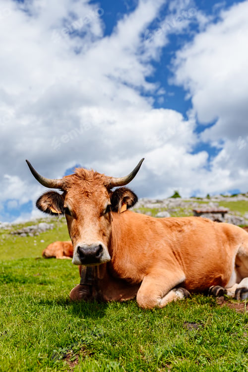 Preview: brown cow on the mountain