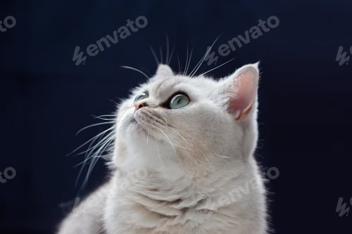 Preview: White british cat sits on black background