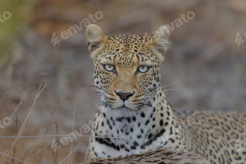 Preview: Closeup shot of a cheetah looking at the camera