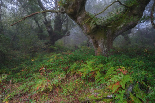 Preview: Huge and majestic hundred year old chestnut tree