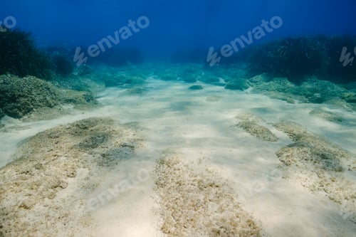 Preview: Sandy bottom of sea with corals