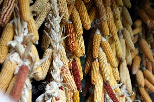 Preview: Dried corn cobs. Dried Corns hanging on rustic wall