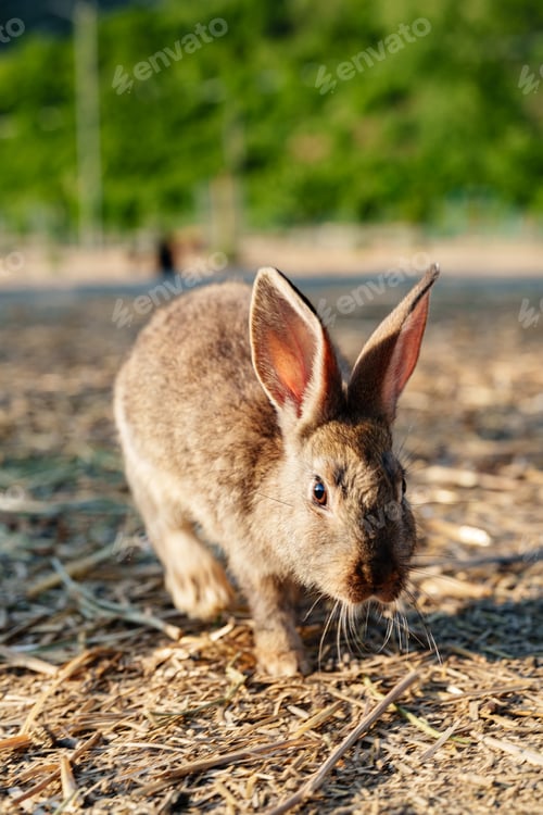 Preview: A brown rabbit sitting calmly on a sunny day at a farm