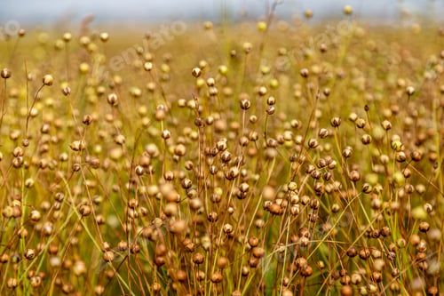 Preview: golden field of flax during harvest