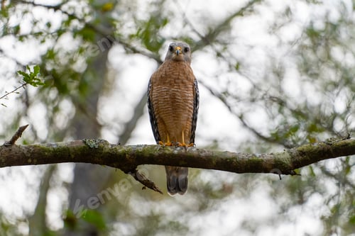 Preview: The red-shouldered hawk bird perching on a tree branch looking for prey to hunt in summer forest