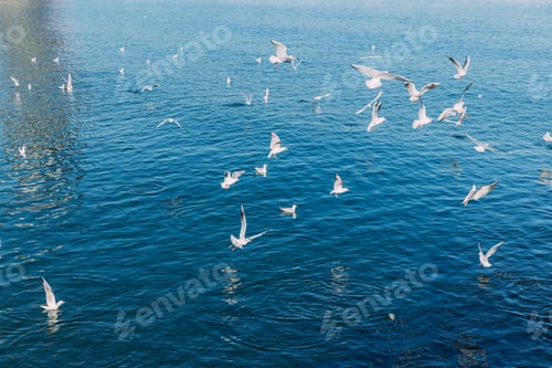 Preview: white seagulls flying over tranquil blue sea, barcelona, spain