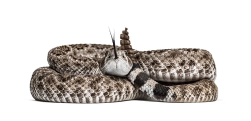 Preview: western diamondback rattlesnake or Texas diamond-back, venomous snake against white background