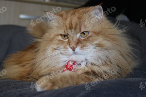 Preview: Fluffy cat