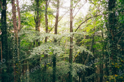Preview: Full frame view of forest, Bludenz, Vorarlberg, Austria