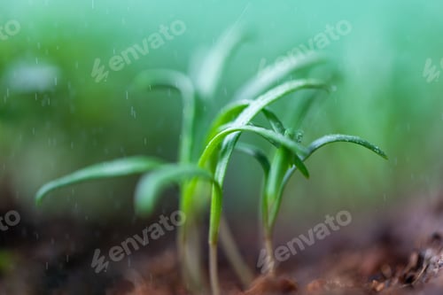 Preview: Young green sprouts/seedlings spinach under rain drops, soft focus. Macro shot. New life plant