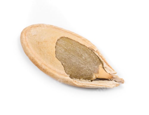 Preview: Pumpkin seed close up.