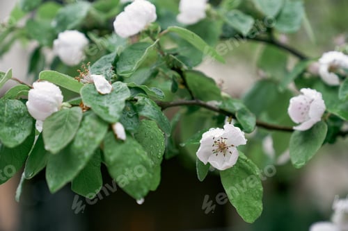 Preview: Blooming quince tree with raindrops on leaves