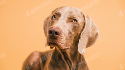 Preview: Weimaraner dog looking attentive on orange background