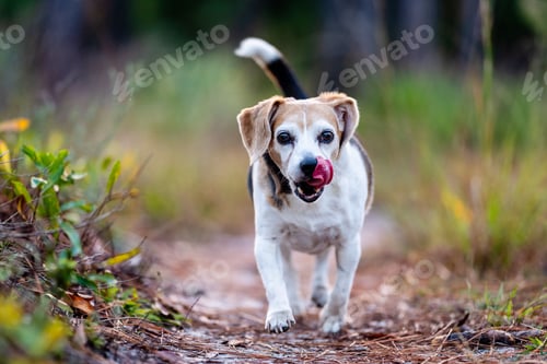 Preview: Beagle dog walking on a forest path.
