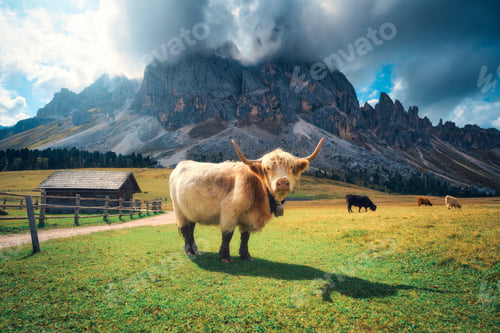 Preview: Scottish Highland cow standing on alpine meadow with wooden hut and rocky Dolomites mountains